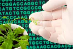 Read more about the article Comparing Propagation Methods Through Genetics, Stability, and Plant Development