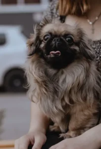 A Perfect Day for You and Your Pet